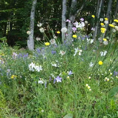 Kraftquelle Waldhaeuser Neuschoenau